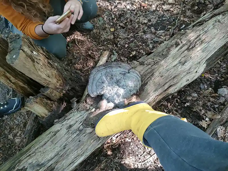 Team outing mushroom hunt in the forest
