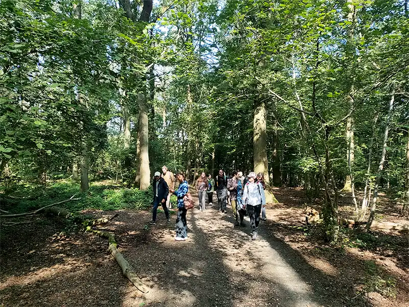 Groep wandelaars in een zonnig bos tijdens een Bosgenoten teamuitje